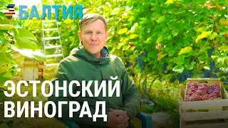 Как выращивают виноград на Севере | БАЛТИЯ
