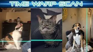 Time Warp Scan Filter Compilation - Pet Edition