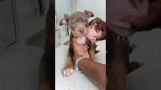 Puppy First Bath ASMR #viral #asmr #puppy #dogbath