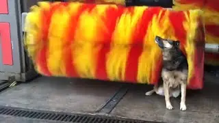 FUNNY Dog at Carwash 😹 | 2 HOURS of Animal Videos