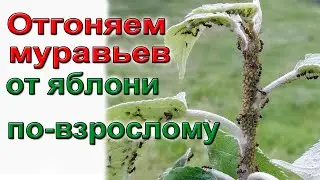 Как избавиться от муравьев и тли на садовых деревьях.  Простой и надежный способ.