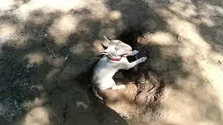 Как учить собаку копать окоп (клад в мирное время)  How to teach your  funny dog to dig for treasure