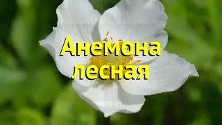 Анемона лесная. Краткий обзор, описание характеристик, где купить саженцы anemone sylvestris