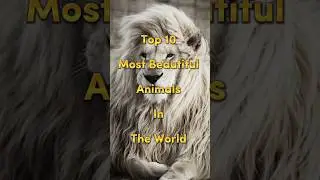 Top 10 Most Beautiful Animals in the  World 💓 #shortsviral #animals