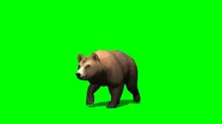 brown bear walk - green screen effects - free use