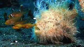 This Hairy Frogfish’s Bite is Too Fast For Slow-Motion