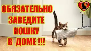 5 Причин Почему Нужно Завести Кошку в Доме!!!