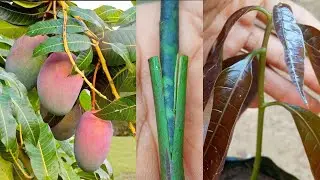 Stone grafting mango tree | mango grafting easy method stone grafting epicotyl grafting 💯% success