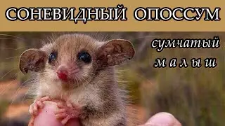 СОНЕВИДНЫЙ ОПОССУМ - Сумчатый малыш