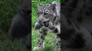 Snow leopard: Why does he wear a tail in his mouth