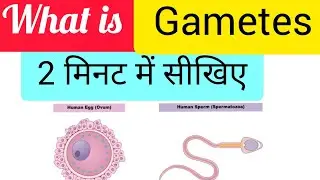 What is Gametes??