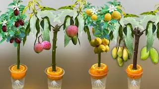 How To Grow Lemon Tree From Lemon Branch and Mango Tree From Mango Branch in Orange and Water