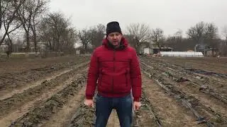 Выращивание земляники. Проблемы агротехники.