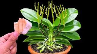 Place a piece of bread under an orchid that suddenly shoots out many magical flower buds