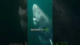 The Oldest Creature on Earth 😲