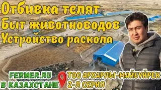 Мясной КРС в Казахстане. Племрепродуктор на 10 000 голов Ангусов. Работа за ветеринарным станком.