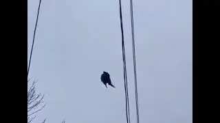 птица зависла в воздухе, в небе над Канадой!
