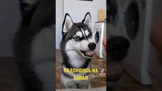КАК УЛЫБАЕТСЯ ХАСКИ