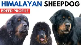 Himalayan Sheepdog Dog Breed Profile History - Price Traits - Himalayan Sheepdog Dog Grooming Needs