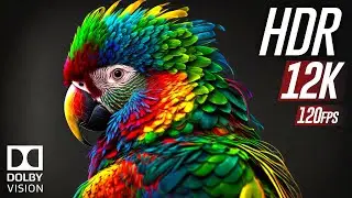 Beauty of Animals 12K HDR 120fps Dolby Vision