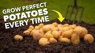 Grow Perfect Potatoes Every Time