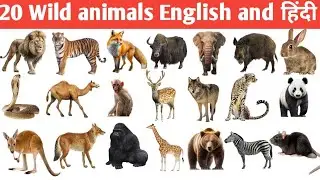 20 wild animals name in english | list of all wild animal | wild animal photo gallery 