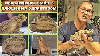 Исполинская жаба с плюшевым характером. Suriname Giant Marine Toad.