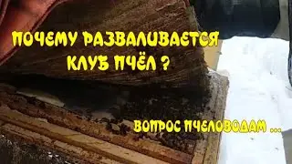 ПОЧЕМУ РАЗВАЛИВАЕТСЯ КЛУБ ПЧЁЛ?  ВОПРОС ПЧЕЛОВОДАМ!..