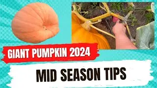 Mid Season Giant Pumpkin Maintenance.