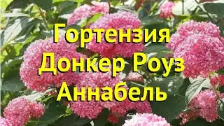 Гортензия древовидная. Краткий обзор, описание hydrangea arborescens donker rose annabelle