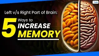 How to Improve Brain Function | Difference Between Left and Right Brain| Letstute