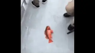 (YTP) She 🐟 on my 🐟 till i 🐟!!!