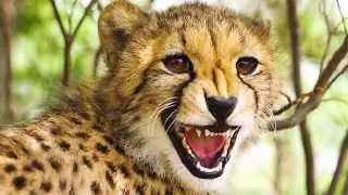 The Miracle of 2021 | The Lion Whisperer