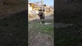 потомки моих Тобетов резвятся ..весна на хозяйстве
