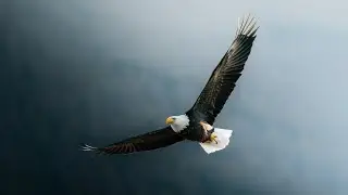 Witnessing the largest bald eagle migration in the world! (sony fx3)