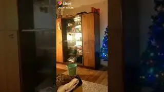 кот прыгнул в ведро с водой