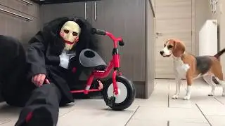 Beagles vs Jigsaw Prank : Beagle Universe