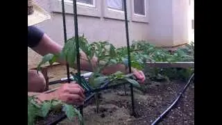 Ultomato Tomato Trellis: sturdy, adjustable, and cheap!