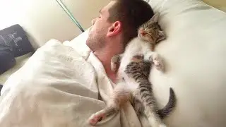 It's the cutest thing ever when cats curl up on their humans