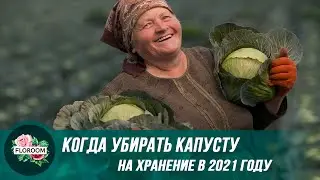 Когда убирать урожай капусты на хранение в 2021 году