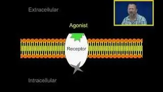 Agonist and Antagonists