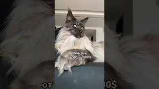 Самые дорогие породы кошек 🙀  