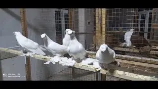 БЕЛЫЕ ДВУХЧУБЫЕ ГОЛУБИ /  PIGEONS / TAUBE #Gulsarinfo©