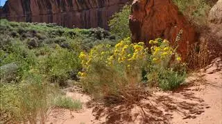 Utah JW Sings & Plays Just A Song Before I Go - Live - using a Boss loop back
