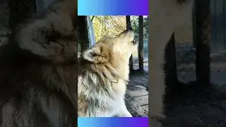 Wolf Real Beautiful Voice 🥰 | Animals in city #shorts