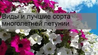 Виды и лучшие сорта многолетней петунии