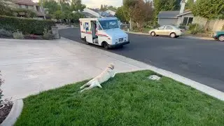 Labrador Retriever Loves Mail Carrier By Waiting Patiently For Her Every Day #doglover #cuteanimals