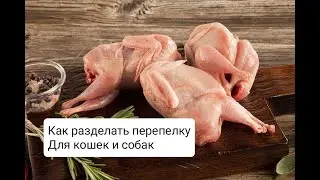 ПЕРЕПЛКА В ПИТАНИИ ЩЕНЯТ И КОТЯТ.  КАК ДАВАТЬ ПЕРЕПЕЛКУ ЩЕНКАИ?