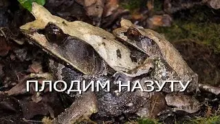 Разведение рогатой чесночницы! Horned frogs. Engl subt.