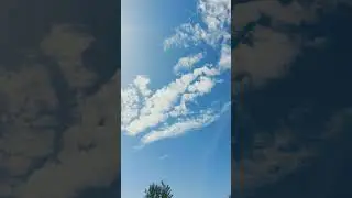 crows acting all weird today